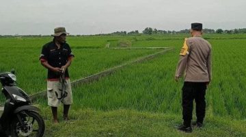 “Polsek sukodadi lakukan monitoring P2B, Dalam upaya kominmen nya mendukung ketahanan pangan diwilayah kecamatan Sukodadi “