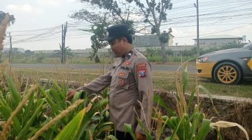 “Patroli polisi penggerak desa pekarangan: Polsek brondong berkomitmen untuk ketahanan pangan”