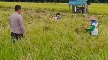 Polsek Sukorame melalui Polisi pendamping secara intens laksanakan monitoring kawasan lahan P2B milik warga dalam rangka dukung program astacita Pemerintah.