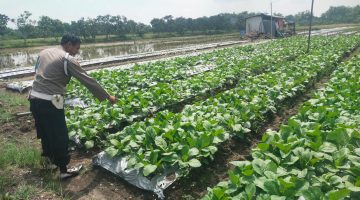 Polsek Sukodadi gelar patroli monitoring p2b dalam upaya komitmen nyata kepedulian polri dalam mendukung program Asta cita. 