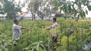 Polsek Sukorame melalui Polisi pendamping secara intens laksanakan monitoring kawasan lahan P2B milik warga dalam rangka dukung program astacita Pemerintah.