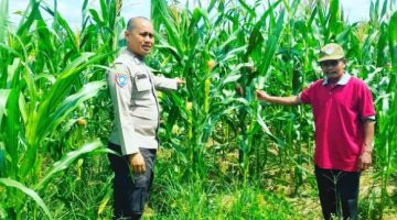 Jadi Contoh Pemanfaatan Lahan, Jagung Polsek Kampar Kiri di Gunung Mulya Tumbuh Optimal